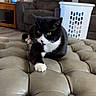 Memow is registered to the contest to win money with this photo: animal, black_and_white, cat, decor, ears, furniture, home_interior, indoor, lamp, laundry_basket, leather, living_room, ottoman, paw, pet, relaxing, sofa, table, tuxedo_cat, whiskers