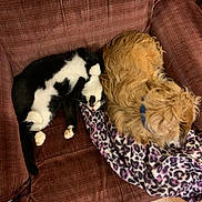Memow is registered to the contest to win money with this photo: animal, black_and_white_cat, blanket, brown_dog, canine, cat, collar, companion, couch, cozy, dog, feline, fur, indoor, leopard_print, pet, relaxed, resting, sleeping, wooden_floor