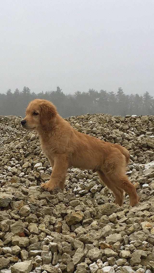 Onix participe au concours pour gagner de l'argent avec cette photo : canidae, carnivore, companion_dog, dog, dog_breed, fawn, landscape, liver, retriever, rock, sky, snout, soil, sporting_group, street_dog, tail, terrestrial_animal, tree, wildlife, working_animal