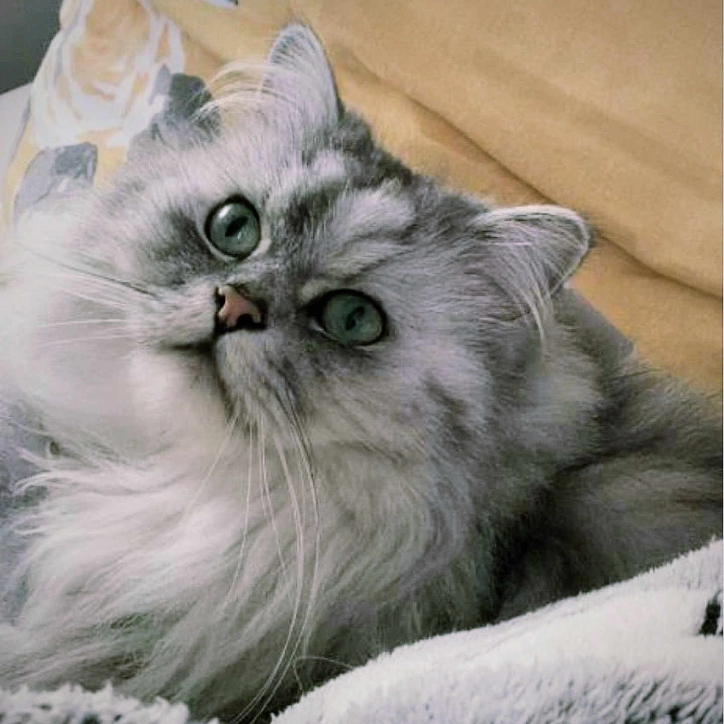 Jabaar is registered to the contest to win money with this photo: animal, blanket, cat, closeup, cozy, cute, domestic, feline, fluffy, fur, gray, green_eyes, indoors, looking_up, pet, portrait, relaxed, resting, soft, whiskers
