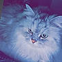 Jabaar is registered to the contest to win money with this photo: cat, fluffy, green_eyes, fur, bed, indoor, pet, animal, resting, close_up, portrait, feline, whiskers, cute, soft_lighting, blue_tint, domestic, cozy, relaxed, mammal