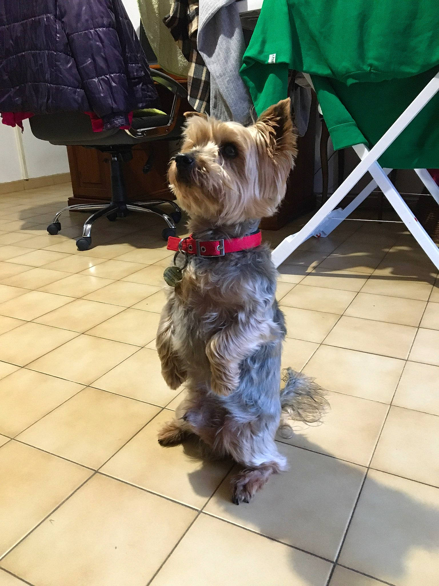 Dadou a rejoint le concours — aidez-le/la à gagner de superbes lots ! australian_silky_terrier, australian_terrier, cairn_terrier, canidae, carnivore, companion_dog, dog, dog_breed, glen_of_imaal_terrier, mammal, rare_breed_dog, scottish_terrier, small_terrier, snout, sporting_group, sporting_lucas_terrier, terrier, toy_dog, vertebrate, yorkshire_terrier