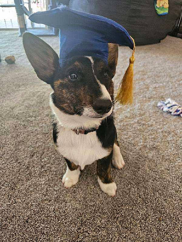 Einhorn is registered to the contest to win money with this photo: art, canidae, carnivore, companion_dog, dog_breed, eye, fawn, fur, grass, happy, livestock, paw, snout, soil, sporting_group, tail, terrestrial_animal, toy, whiskers, working_animal