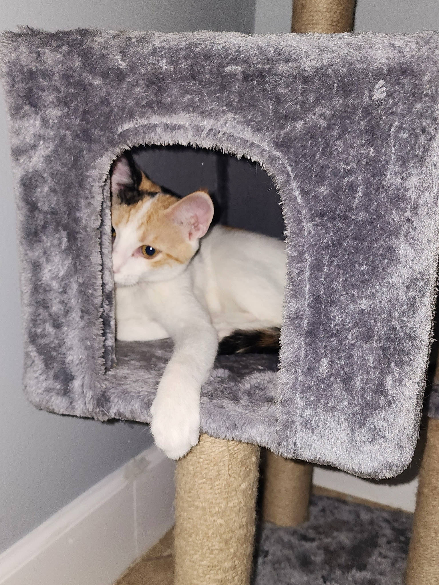 Ally joined the competition — help win amazing prizes! art, canidae, carnivore, cat, cat_supply, chair, comfort, domestic_short_haired_cat, fawn, felidae, fur, grey, pet_supply, room, sitting, small_to_medium_sized_cats, snout, tail, whiskers, wood