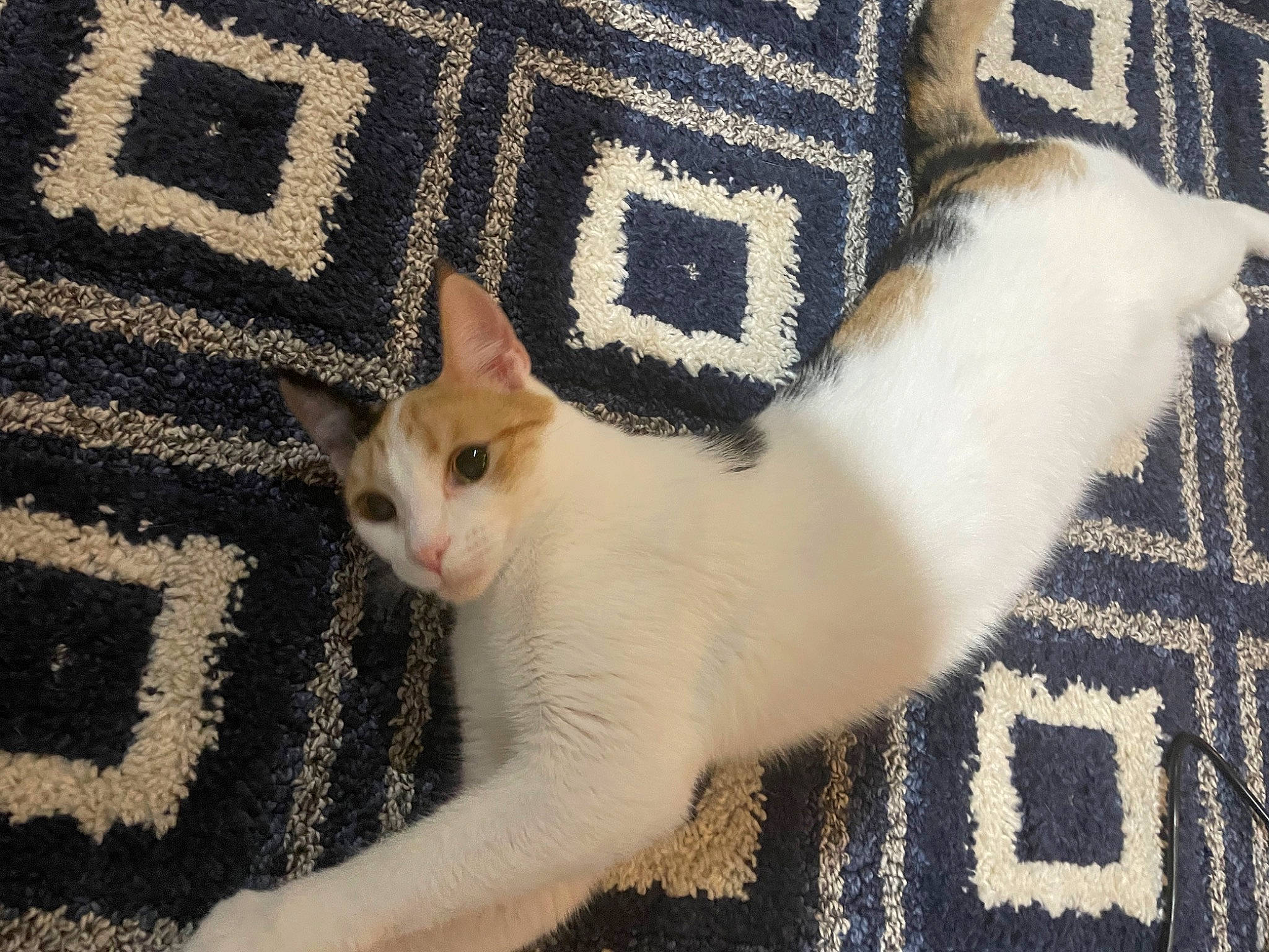 Ally joined the competition — help win amazing prizes! carnivore, cat, claw, domestic_short_haired_cat, fawn, felidae, flooring, font, fur, linens, pattern, paw, rectangle, small_to_medium_sized_cats, snout, tail, terrestrial_animal, whiskers, wood, woven_fabric