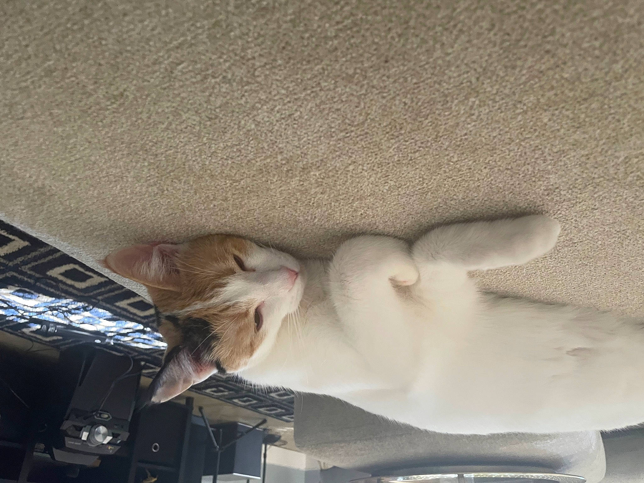 Ally is registered to the contest to win money with this photo: carnivore, cat, comfort, companion_dog, dog_breed, domestic_short_haired_cat, fawn, felidae, fur, linens, nap, paw, room, small_to_medium_sized_cats, tail, whiskers, wood