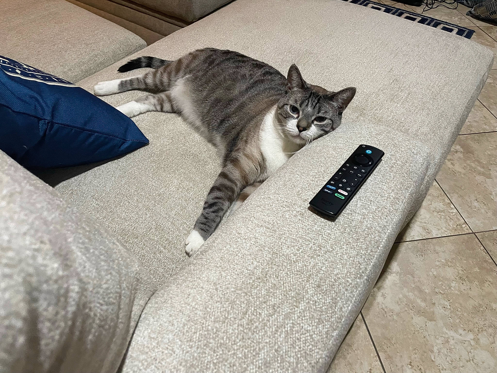 Blu is registered to the contest to win money with this photo: carnivore, cat, comfort, couch, domestic_short_haired_cat, felidae, flooring, fur, grey, linens, metal, monochrome_photography, nap, paw, room, sitting, small_to_medium_sized_cats, snout, tail, whiskers