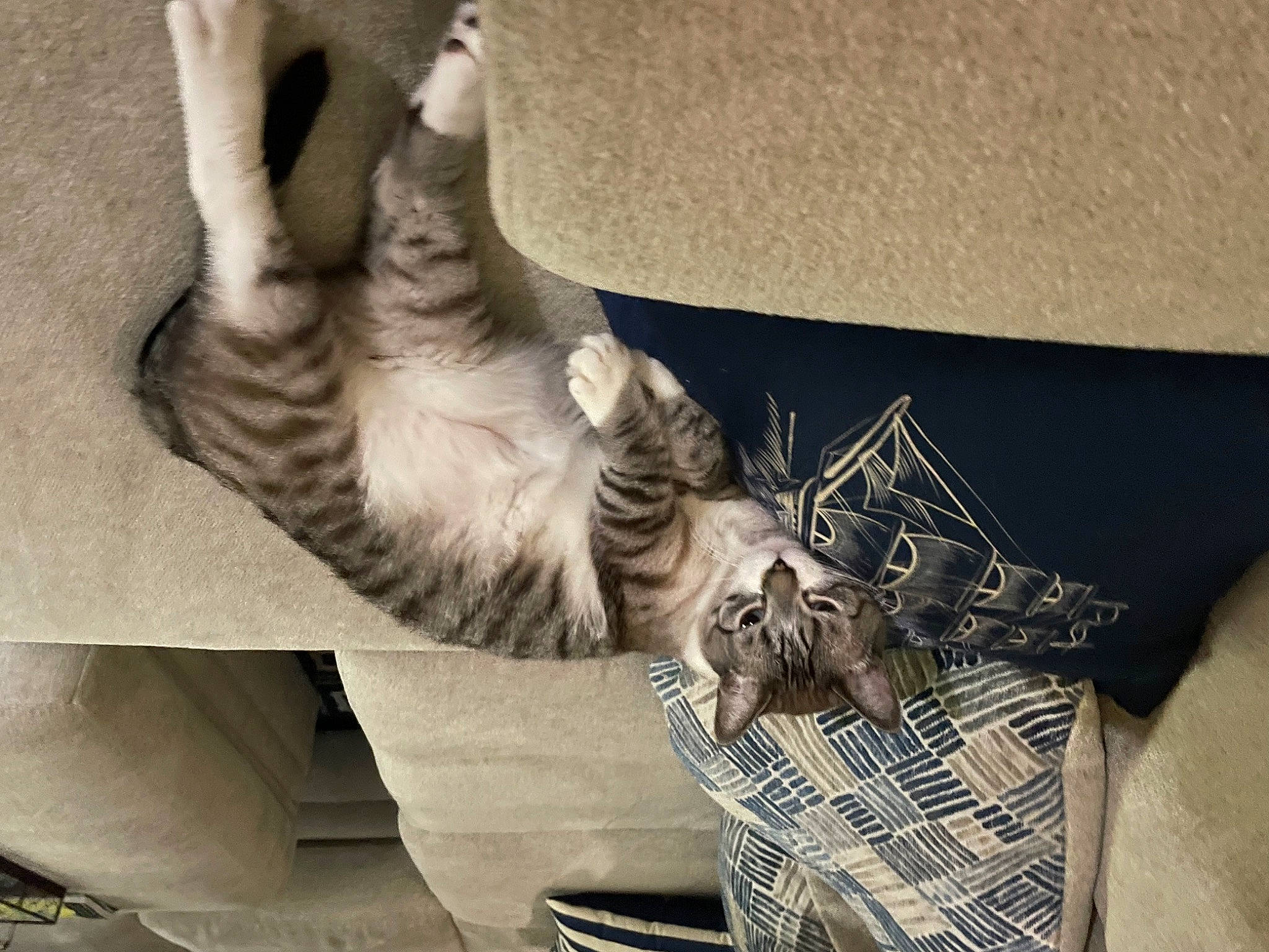 Blu is registered to the contest to win money with this photo: carnivore, cat, comfort, domestic_short_haired_cat, fawn, felidae, foot, fur, gesture, grey, human_leg, paw, small_to_medium_sized_cats, snout, tail, thigh, tree, whiskers, window, wood