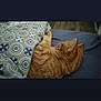 Wisky a rejoint le concours — aidez-le/la à gagner de superbes lots ! animal, bed, bedroom, blanket, cat, computer, couch, cushion, furniture, homedecor, indoors, interiordesign, kitten, manx, person, pet, pillow, quilt, room, sleeping