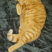 Wisky participe au concours pour gagner de l'argent avec cette photo : abyssinian, animal, cat, egyptiancat, hardwood, kitten, manx, person, pet, slate, sleeping, wood