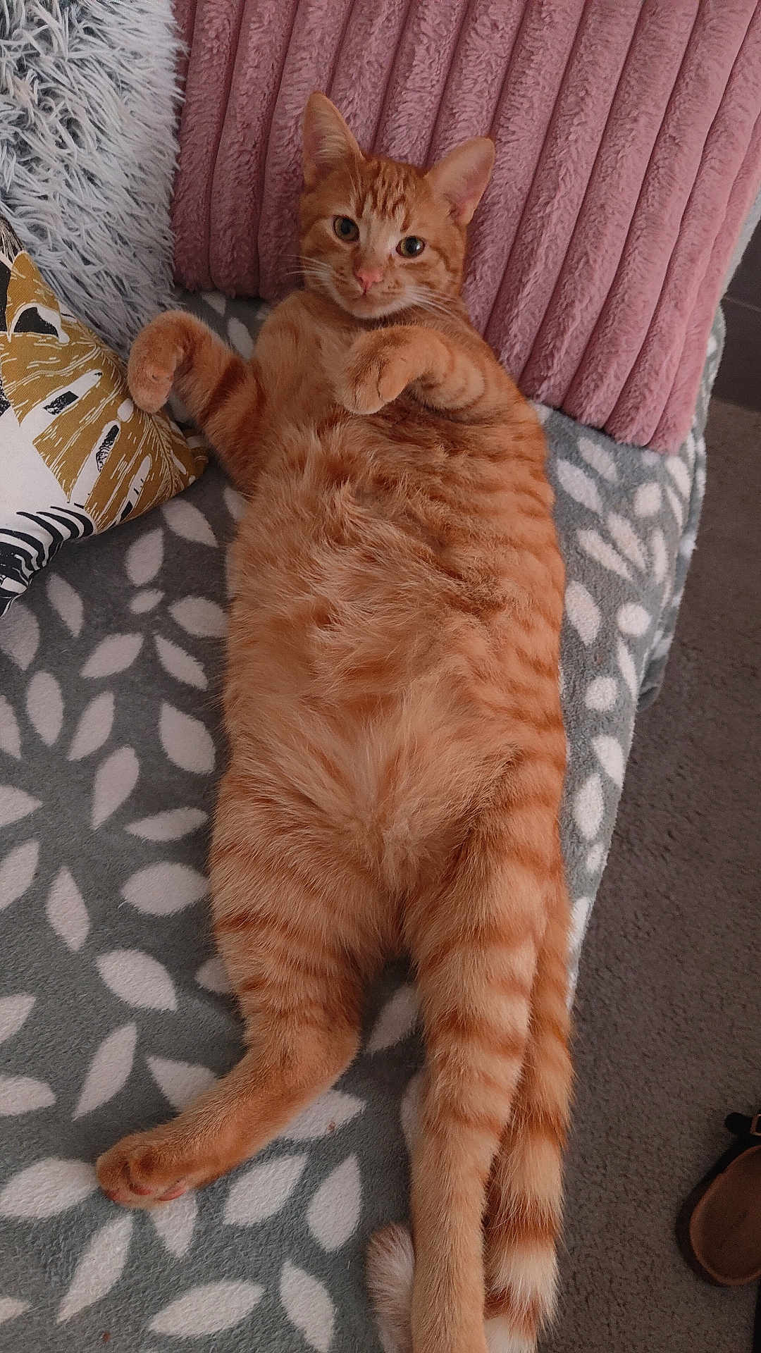 Wisky participe au concours pour gagner de l'argent avec cette photo : abyssinian, animal, architecture, armchair, building, cat, chair, clothing, couch, cushion, footwear, furniture, hardwood, homedecor, indoors, kitten, manx, pet, shoe, wood