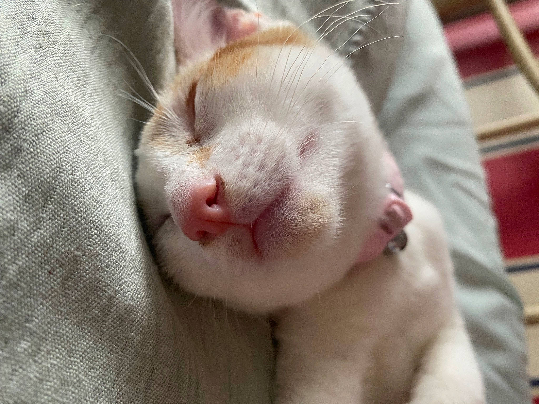 Annie is registered to the contest to win money with this photo: carnivore, cat, child, claw, comfort, domestic_short_haired_cat, ear, eyelash, fawn, felidae, fur, leg, nail, nap, paw, sleep, small_to_medium_sized_cats, snout, tail, whiskers