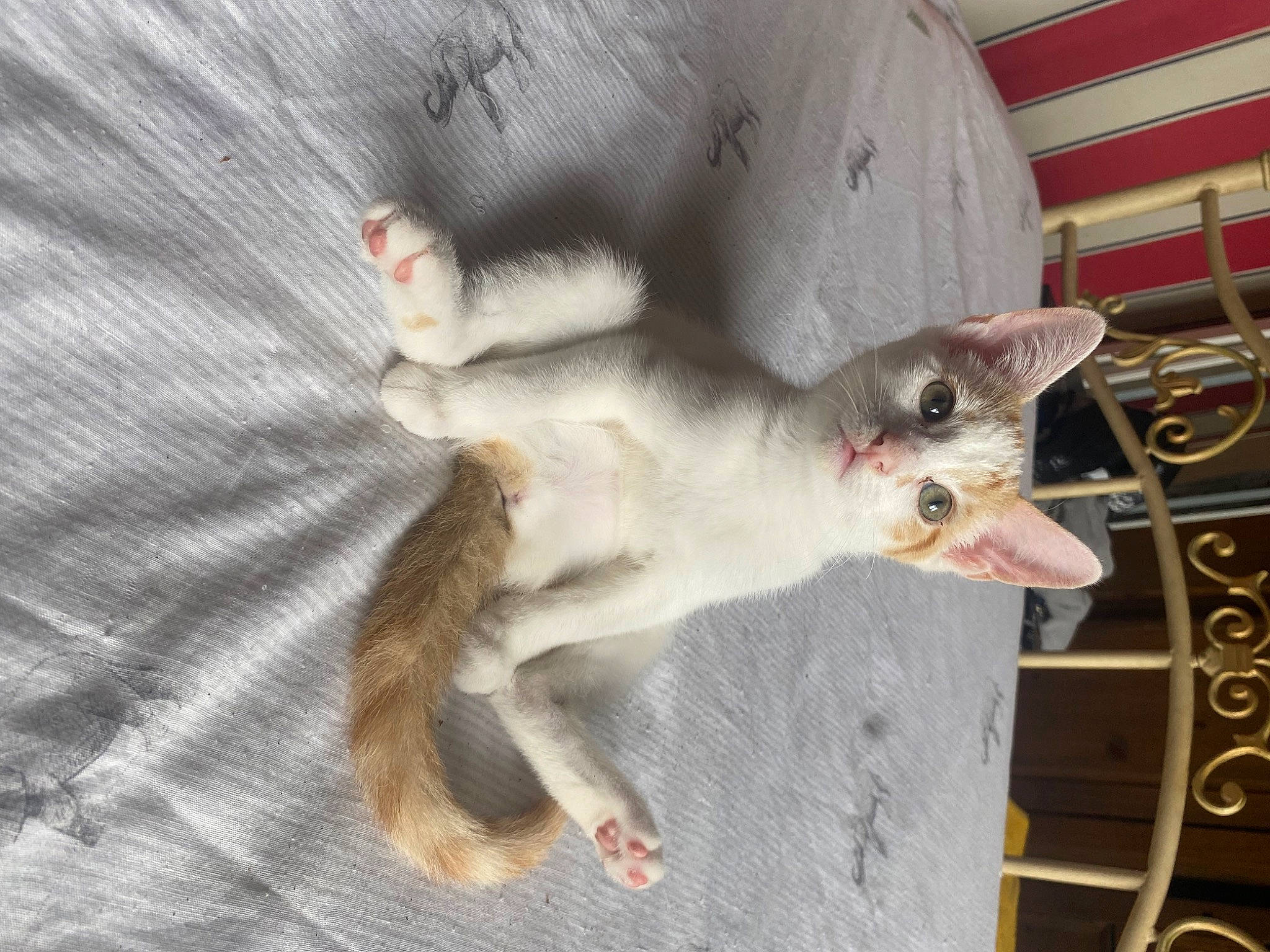 Annie joined the competition — help win amazing prizes! canidae, carnivore, cat, claw, comfort, dog_breed, domestic_short_haired_cat, fang, fawn, felidae, fur, paw, small_to_medium_sized_cats, snout, tail, whiskers, wildlife