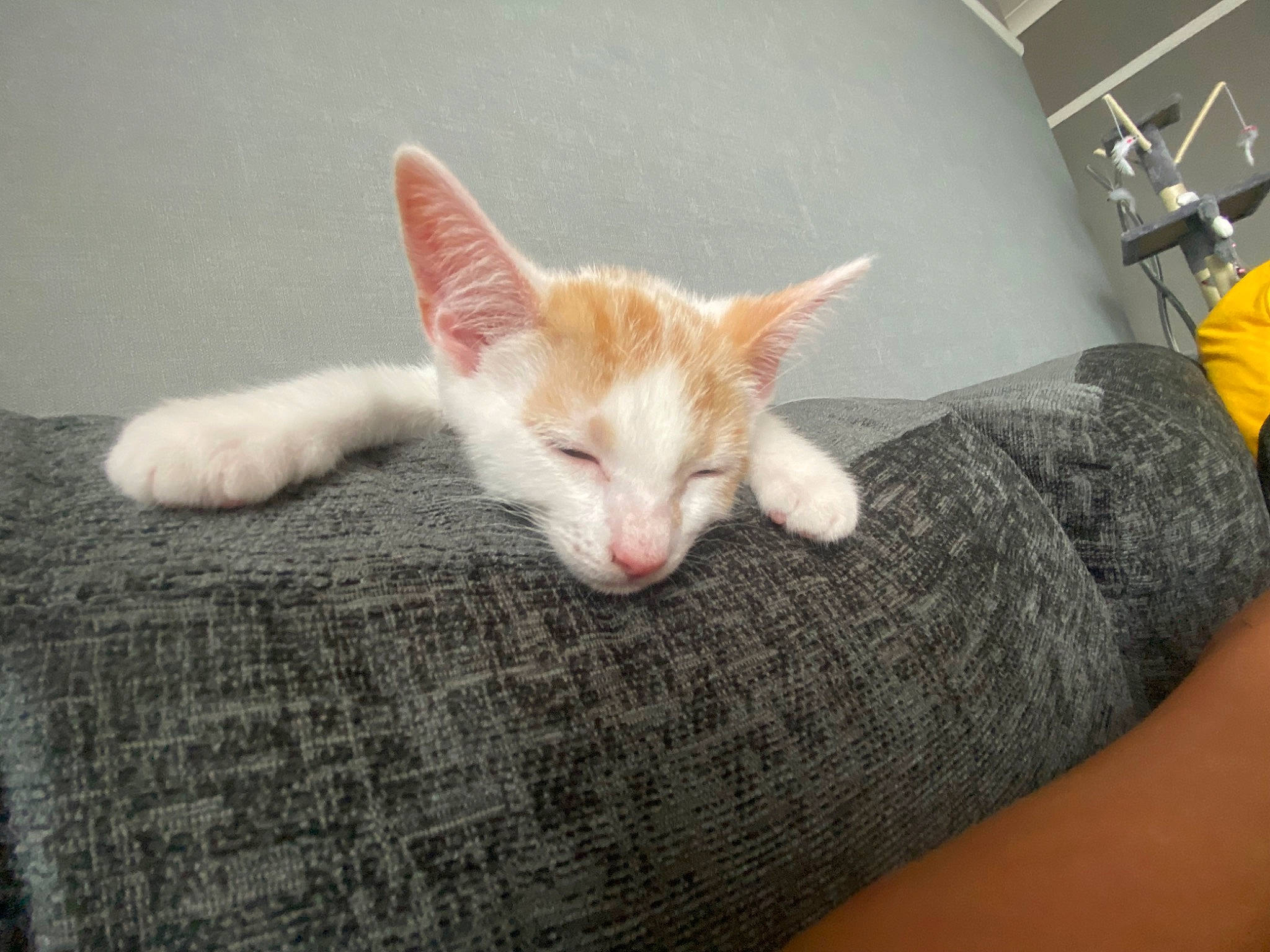 Annie joined the competition — help win amazing prizes! carnivore, cat, claw, comfort, couch, domestic_short_haired_cat, fawn, felidae, flowerpot, foot, fur, gesture, human_leg, linens, nail, paw, small_to_medium_sized_cats, snout, tail, whiskers