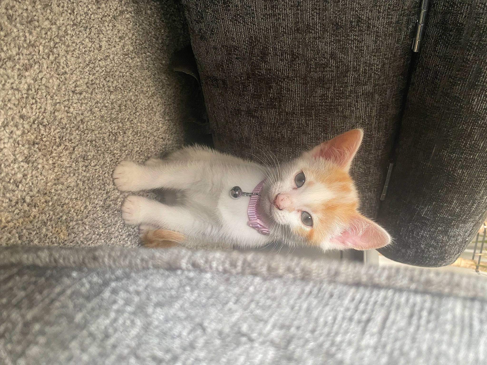 Annie joined the competition — help win amazing prizes! canidae, carnivore, cat, claw, comfort, domestic_short_haired_cat, fawn, felidae, flooring, foot, fur, paw, small_to_medium_sized_cats, snout, tail, whiskers, wood