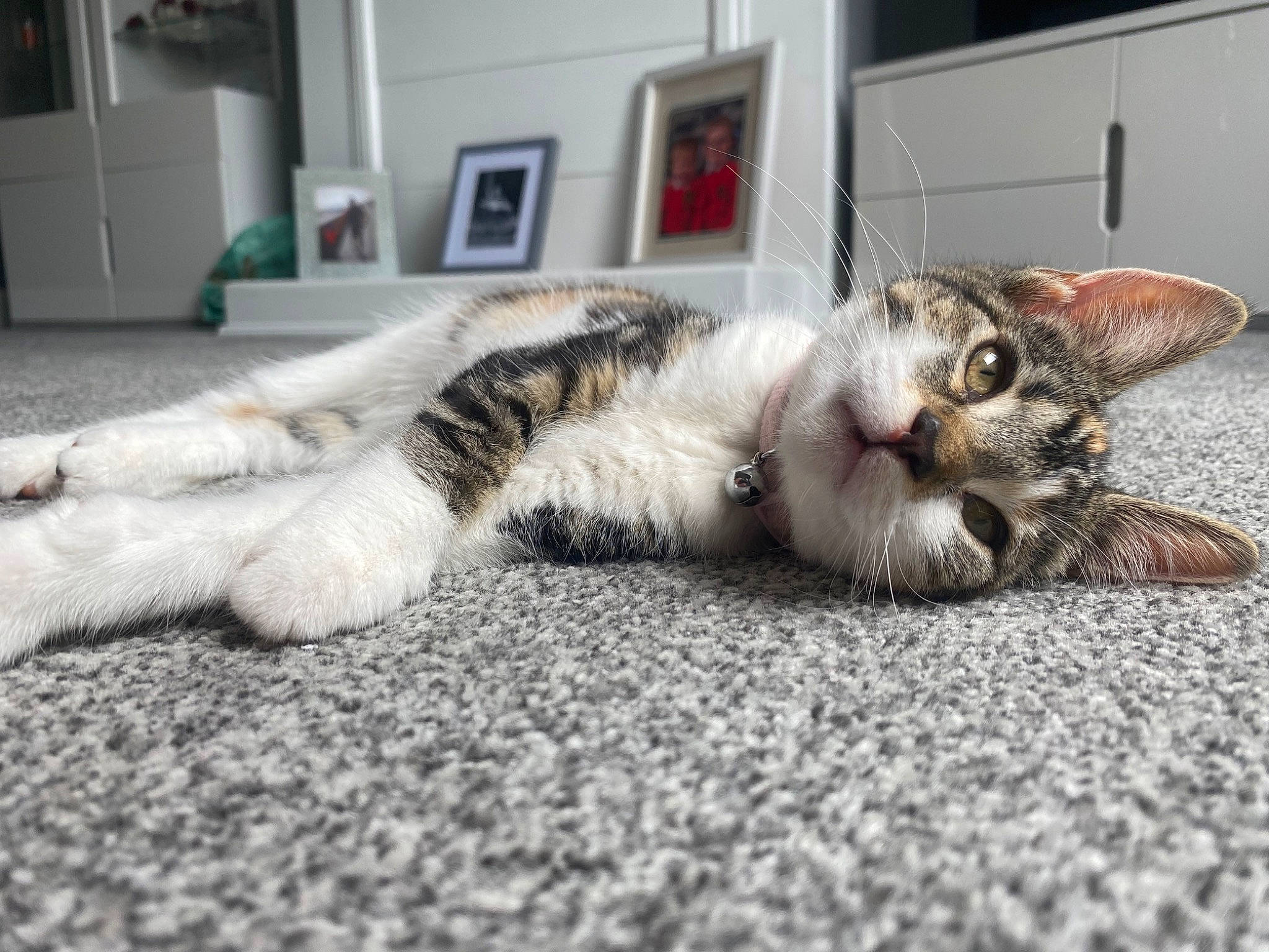 Piper is registered to the contest to win money with this photo: cabinetry, carnivore, cat, claw, comfort, domestic_short_haired_cat, door, felidae, flooring, fur, grey, nap, paw, picture_frame, sleep, small_to_medium_sized_cats, snout, tail, terrestrial_animal, whiskers