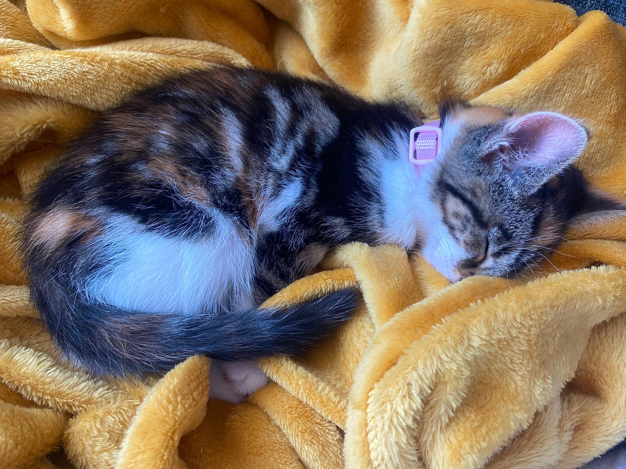 Piper joined the competition — help win amazing prizes! carnivore, cat, cat_bed, cat_supply, claw, comfort, domestic_short_haired_cat, ear, fawn, felidae, fur, grey, nap, paw, sleep, small_to_medium_sized_cats, snout, tail, whiskers