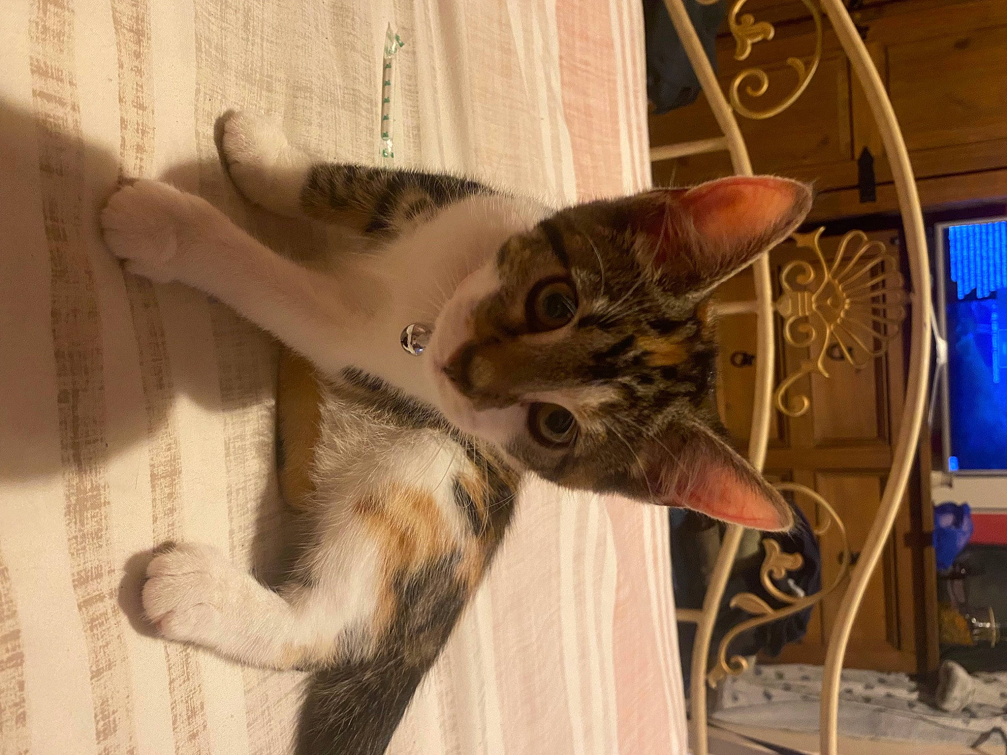 Piper joined the competition — help win amazing prizes! birman, carnivore, cat, domestic_short_haired_cat, door, fawn, felidae, fur, paw, small_to_medium_sized_cats, snout, tail, whiskers, window, wood