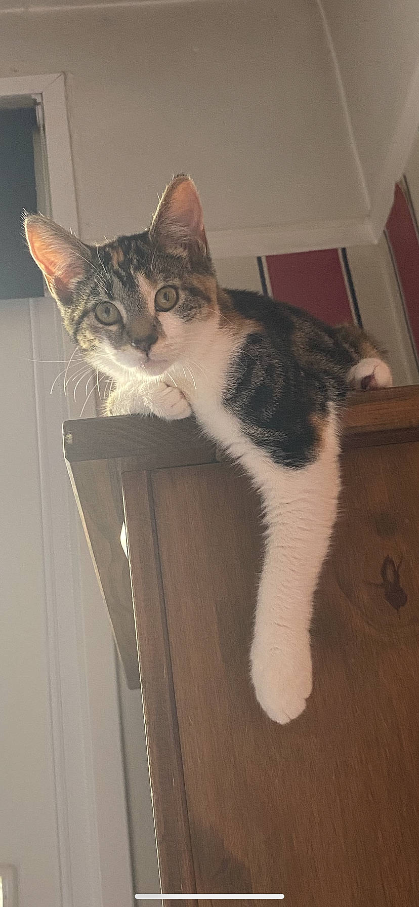 Piper joined the competition — help win amazing prizes! box, carnivore, cat, comfort, domestic_short_haired_cat, eye, felidae, flooring, foot, fur, hardwood, human_body, human_leg, leg, paw, small_to_medium_sized_cats, snout, tail, whiskers, wood