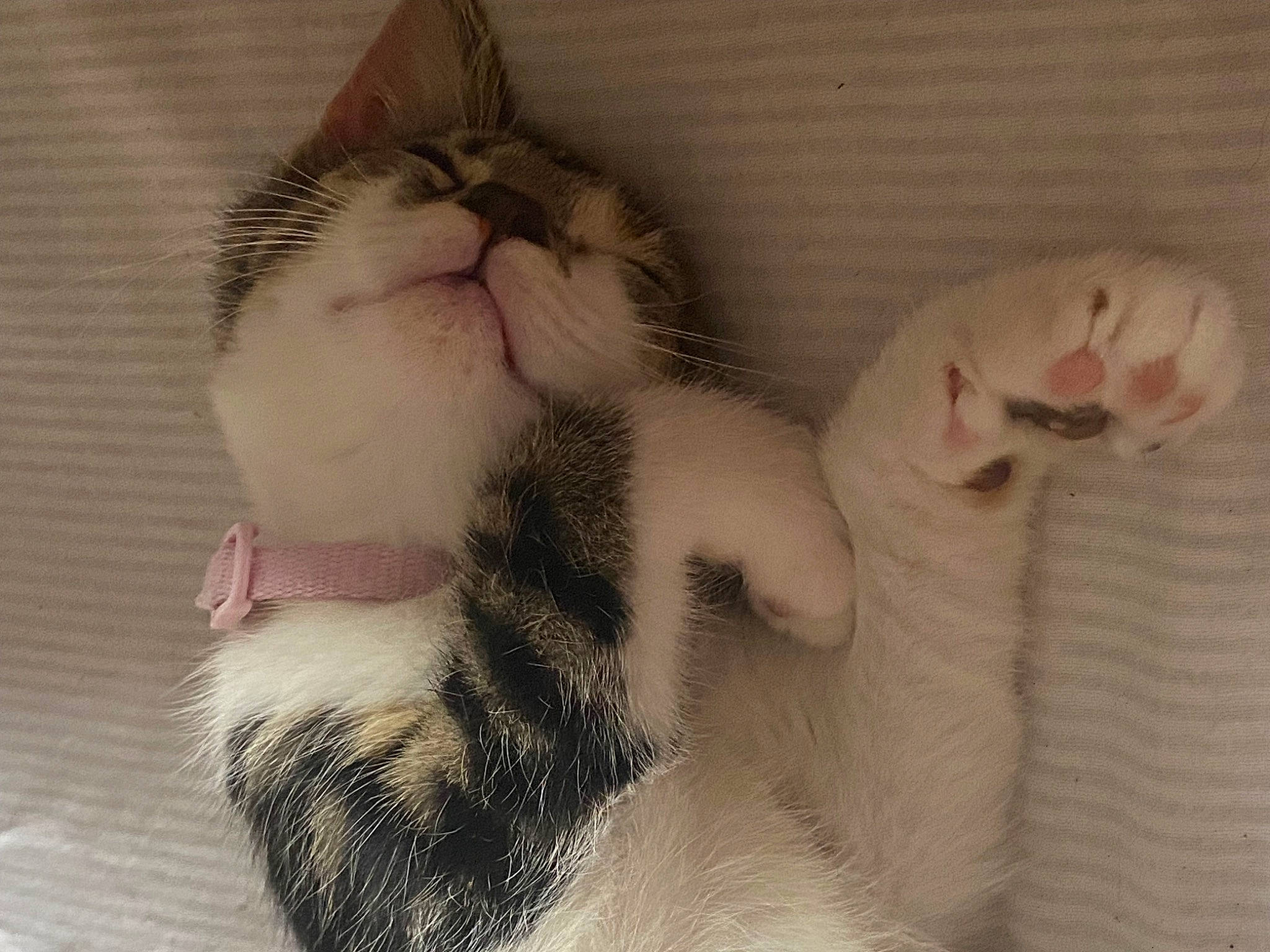 Piper is registered to the contest to win money with this photo: carnivore, cat, claw, comfort, domestic_short_haired_cat, fawn, felidae, fur, mammal, nap, paw, sleep, small_to_medium_sized_cats, snout, tail, vertebrate, whiskers