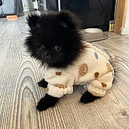 Alma a rejoint le concours — aidez-le/la à gagner de superbes lots ! puppy, dog, black_fur, fluffy, onesie, clothing, floor, wooden_floor, indoor, pet, cute, small, animal, young, sitting, curious, eyes, adorable, furniture, home