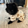 puppy, dog, black_fur, fluffy, onesie, clothing, floor, wooden_floor, indoor, pet, cute, small, animal, young, sitting, curious, eyes, adorable, furniture, home