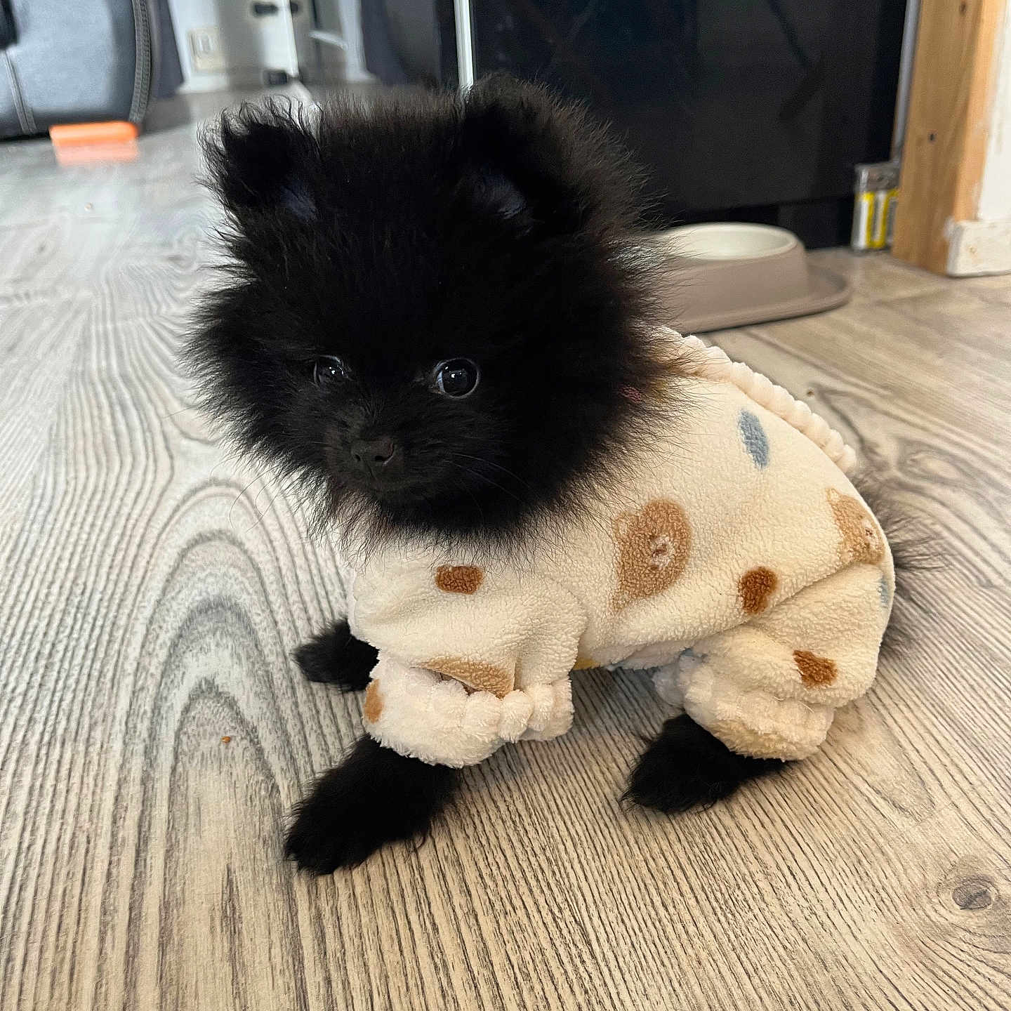 Alma a rejoint le concours — aidez-le/la à gagner de superbes lots ! puppy, dog, black_fur, fluffy, onesie, clothing, floor, wooden_floor, indoor, pet, cute, small, animal, young, sitting, curious, eyes, adorable, furniture, home