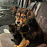 animal, black_fur, car_interior, cat, closeup, companions, cozy, cute, dog, domestic, friendship, furry, indoor, kitten, looking_at_camera, pet, puppy, rainy_window, seat, small_animal