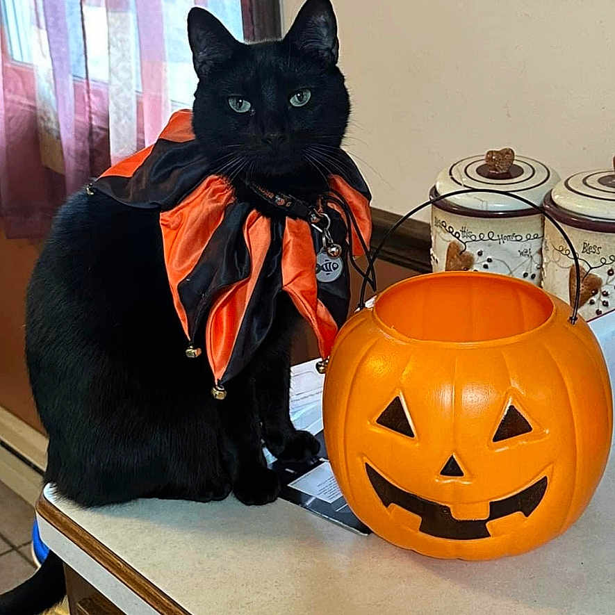 Meako is registered to the contest to win money with this photo: animal, blackcat, cat, computerhardware, electronics, festival, food, halloween, hardware, indoors, manx, monitor, person, pet, plant, produce, pumpkin, screen, sphere, vegetable