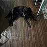 dog, black_dog, indoor, wooden_floor, table, rug, pet, animal, tongue_out, looking_up, shadow, flooring, furniture, collar, lying_down, domestic, home, canine, resting, companion