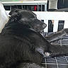 black_dog, sleeping, indoor, cushion, bed, resting, pet, fur, animal, relaxed, furniture, desk, chair, black_fur, calm, domestic_animal, closeup, napping, side_view, home