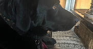 Crow joined the competition — help win amazing prizes! dog, black_dog, pet, indoor, leather_chair, blanket, window, sunlight, curtains, carpet, basket, collar, home, furniture, animal, mammal, resting, side_view, domestic_animal, relaxed