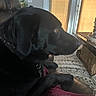 dog, black_dog, pet, indoor, leather_chair, blanket, window, sunlight, curtains, carpet, basket, collar, home, furniture, animal, mammal, resting, side_view, domestic_animal, relaxed