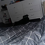 Crow is registered to the contest to win money with this photo: dog, black_dog, bedroom, dresser, blanket, bed, floor, furniture, indoor, reflection, eyes, flash, dark, glowing_eyes, room, poster, shelf, books, household_items, night