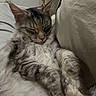 cat, kitten, sleepy, fluffy, fur, tabby, white, gray, pet, animal, portrait, close_up, indoors, couch, pillow, relaxed, whiskers, ears, paws, nap