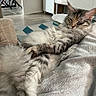 cat, long-haired_cat, fluffy, tabby, pet, sleeping, relaxed, lounging, crossed_paws, fur, whiskers, ears, face, sofa, blanket, living_room, indoors, home, furniture, portrait