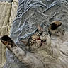 Tia participe au concours pour gagner de l'argent avec cette photo : cat, fluffy, sleeping, relaxed, indoor, blanket, gray_blanket, fur, paw, whiskers, closed_eyes, cozy, bed, cuddly, white_fur, tabby, pet, home, portrait, cute