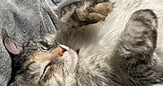 Tia participe au concours pour gagner de l'argent avec cette photo : cat, kitten, sleeping, fluffy, tabby, white_fur, tricolor, paws, paw_pads, whiskers, pink_nose, closed_eyes, belly_up, relaxed, cozy, blanket, soft_texture, indoor, close_up, pet