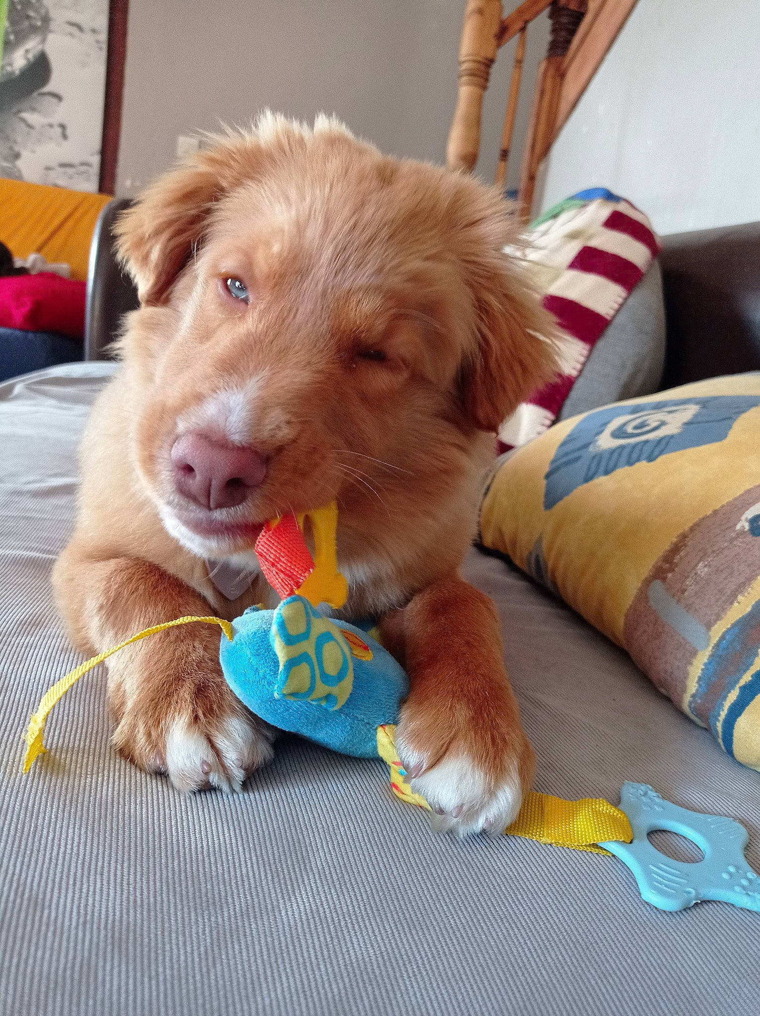 Zuma a rejoint le concours — aidez-le/la à gagner de superbes lots ! canidae, carnivore, chair, companion_dog, dog, dog_breed, dog_supply, fawn, flooring, fur, hardwood, liver, paw, pet_supply, puppy, retriever, snout, sporting_group, wood, working_animal