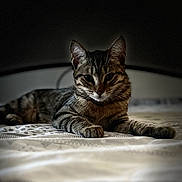Eywa participe au concours pour gagner de l'argent avec cette photo : cat, tabby, pet, animal, feline, bed, indoor, resting, lying_down, striped, whiskers, ears, paws, fur, cute, domestic_animal, cozy, shadow, soft_light, relaxed