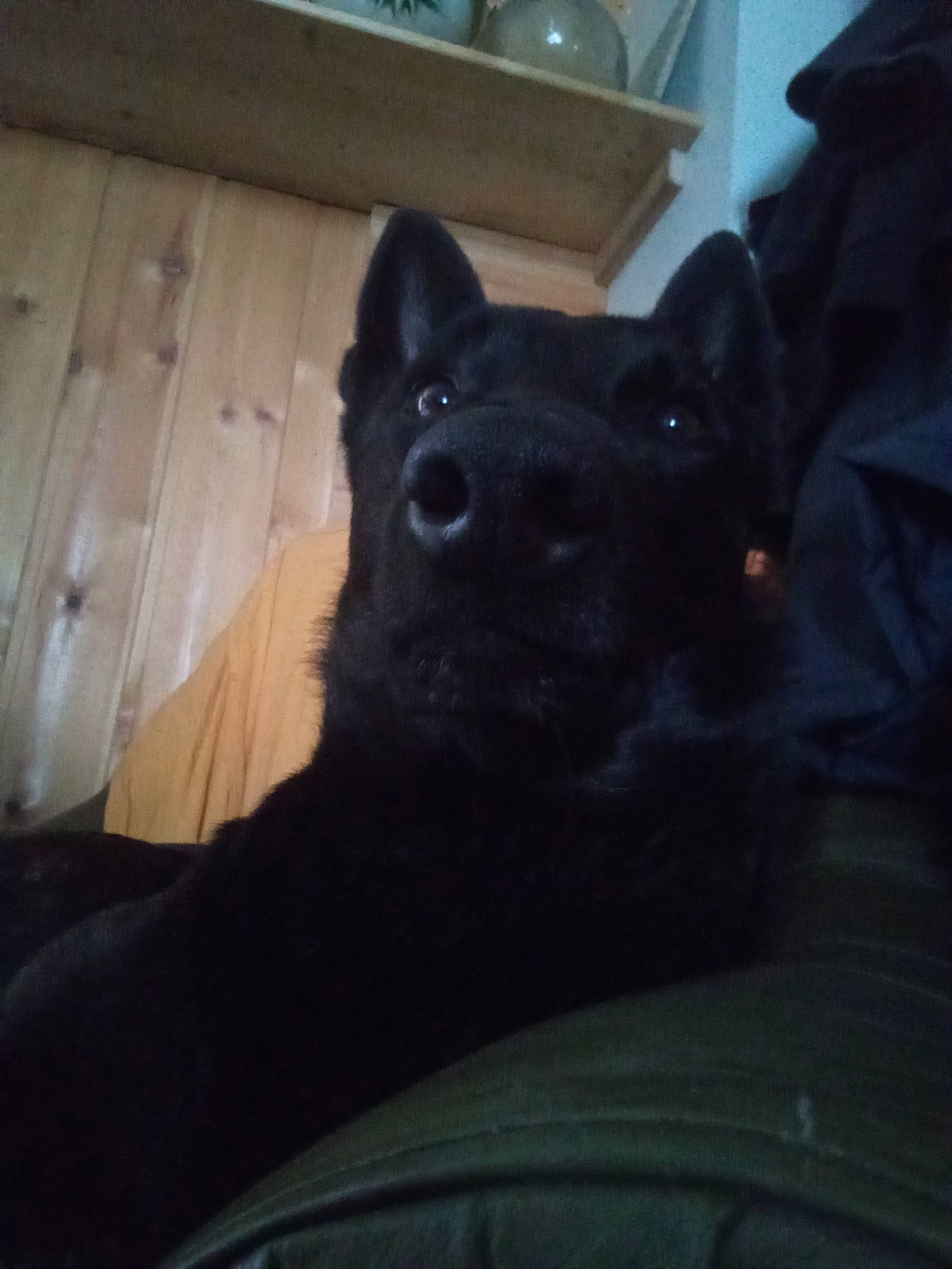 Renki participe au concours pour gagner de l'argent avec cette photo : black_cat, canidae, carnivore, cloud, comfort, companion_dog, dog, dog_breed, eye, felidae, fur, guard_dog, hardwood, small_to_medium_sized_cats, snout, sporting_group, toy_dog, whiskers, wood, working_animal