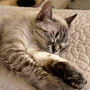 Bella is registered to the contest to win money with this photo: cat, sleeping, bed, quilt, paws, feline, resting, fur, closeup, indoor, cozy, peaceful, whiskers, ears, pet, domestic_animal, relaxing, animal, cute, nap