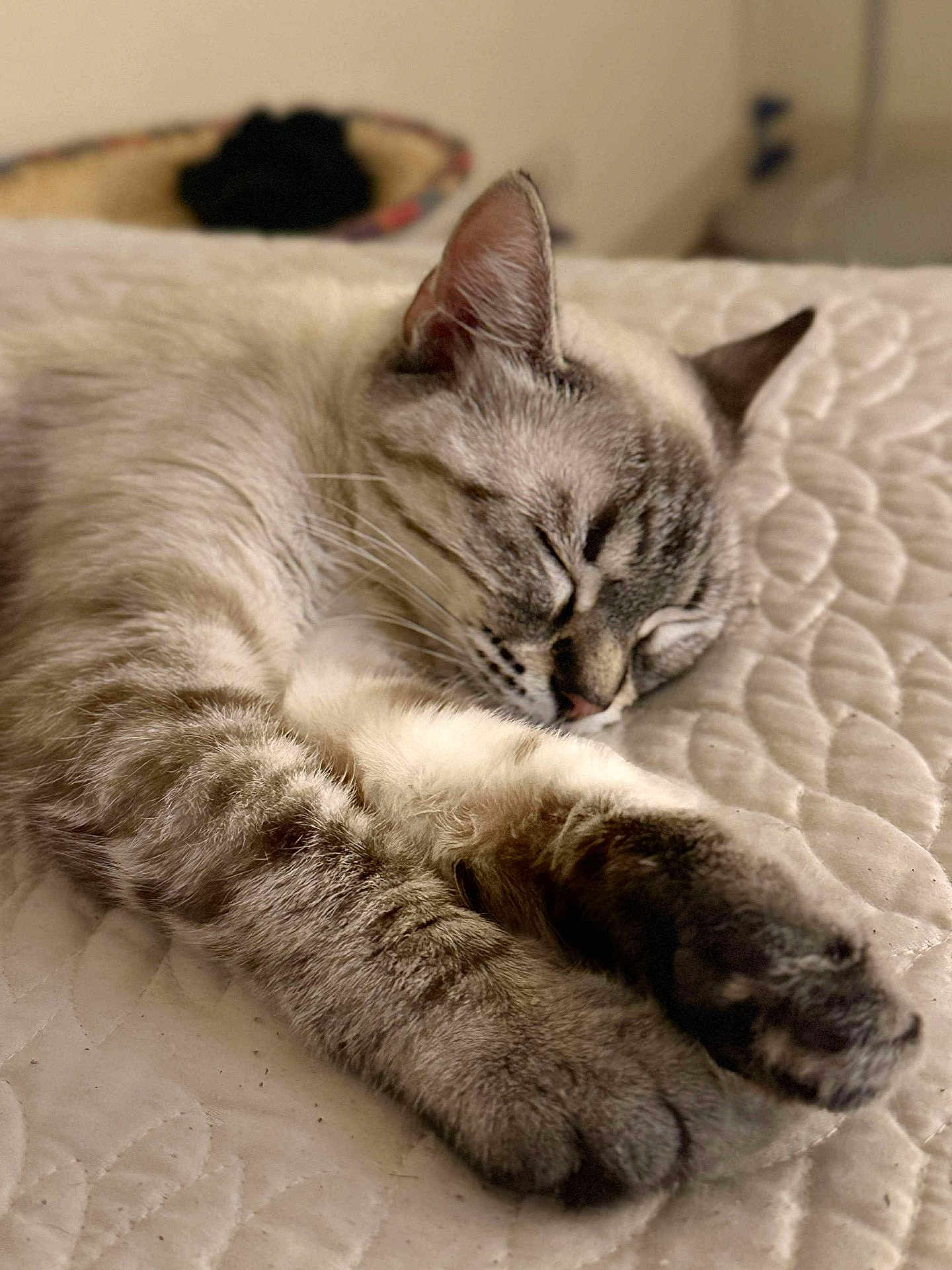 Bella