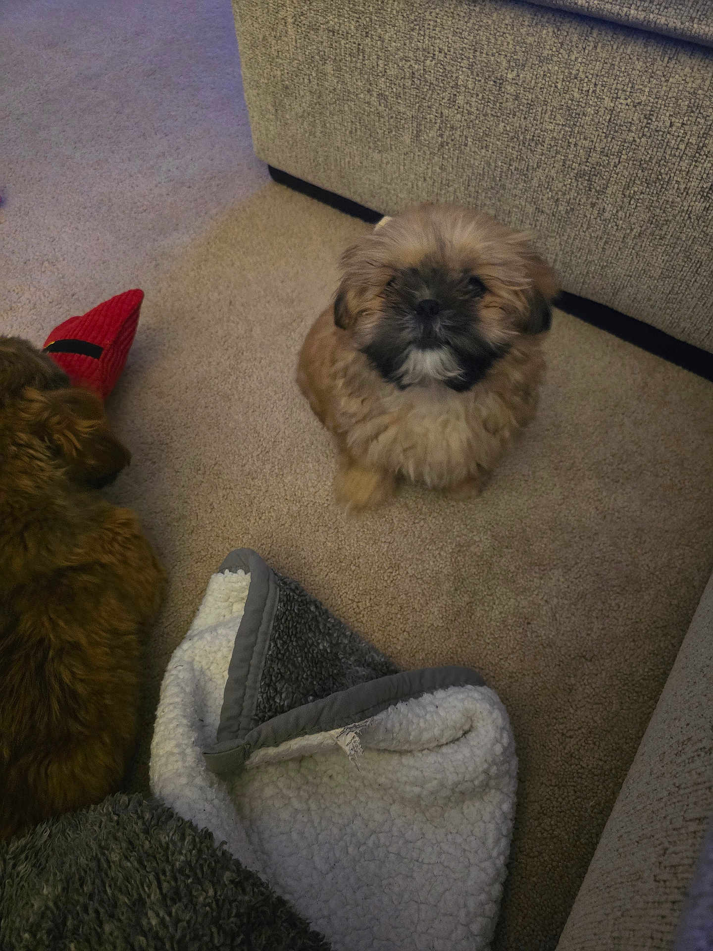 Cody is registered to the contest to win money with this photo: puppy, dog, carpet, blanket, furniture, indoor, pet, fur, cute, animal, cozy, home, small_dog, brown_dog, resting, laying_down, soft, companion, domestic, floor