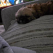 Cody is registered to the contest to win money with this photo: dog, couch, pillow, television, people, indoor, relaxing, sleeping, furniture, blanket, smiling, screen, living_room, brown, furry, pet, cozy, resting, fabric, human