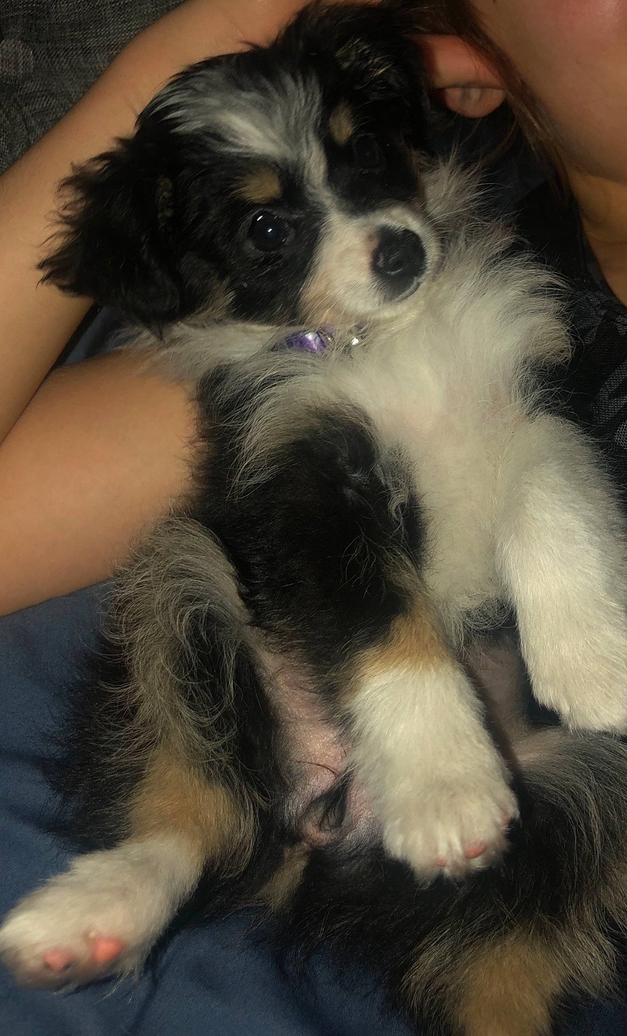 Brandi is registered to the contest to win money with this photo: canidae, carnivore, claw, companion_dog, dog, dog_breed, fur, paw, puppy, puppy_love, small_terrier, snout, sporting_group, tail, terrier, toy_dog, whiskers, working_animal, working_dog, yorkipoo