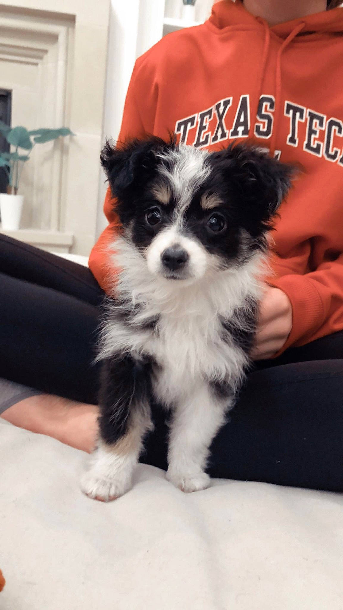 Brandi is registered to the contest to win money with this photo: canidae, carnivore, chair, companion_dog, dog, dog_breed, dog_supply, fur, non_sporting_group, papillon, puppy, sleeve, small_terrier, snout, sporting_group, sports_equipment, terrier, toy_dog, working_animal, working_dog