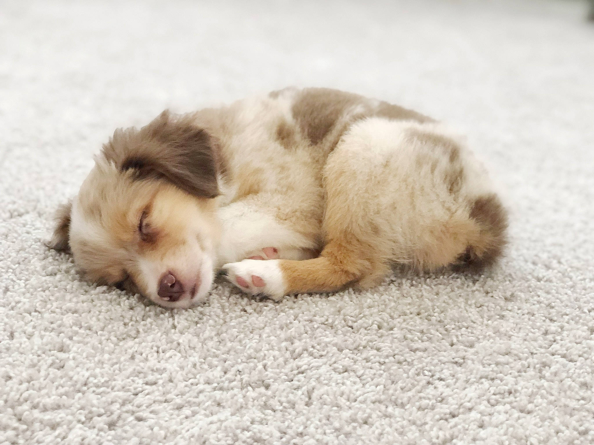 Bailey joined the competition — help win amazing prizes! canidae, carnivore, companion_dog, dog, dog_breed, fur, liver, puppy, sporting_group, terrestrial_animal, whiskers