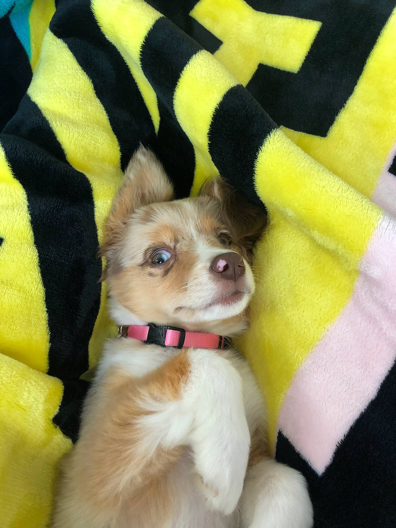 Bailey joined the competition — help win amazing prizes! carnivore, collar, companion_dog, dog, dog_breed, dog_clothes, dog_collar, dog_supply, fashion_accessory, fawn, fur, leash, pet_supply, seat_belt, snout, sporting_group, sunglasses, toy_dog, whiskers, working_animal