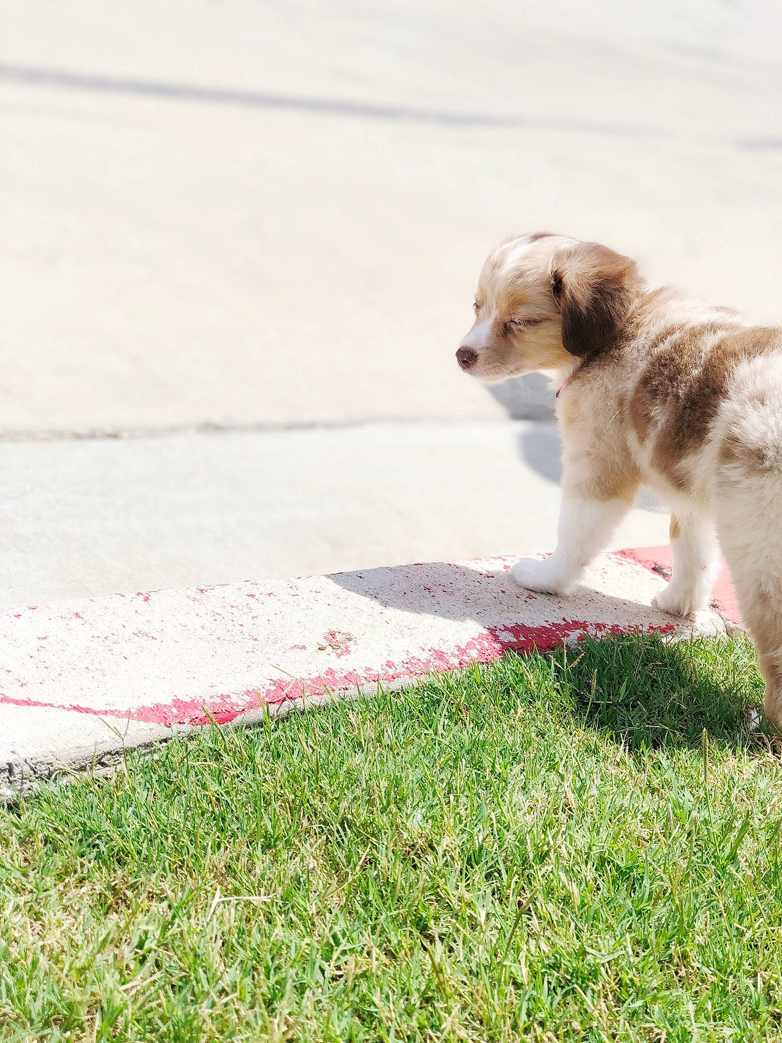 Bailey is registered to the contest to win money with this photo: asphalt, canidae, carnivore, companion_dog, dog, dog_breed, fawn, felidae, flooring, fur, grass, human_leg, paw, plant, road_surface, sidewalk, snout, sporting_group, tail, whiskers